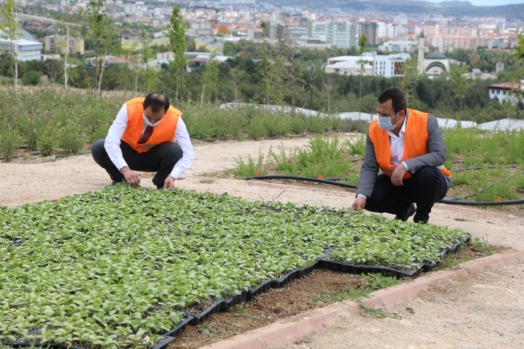 Elazığ’da Çiftçiye 2 Milyon Fide Desteği İçin Üretim