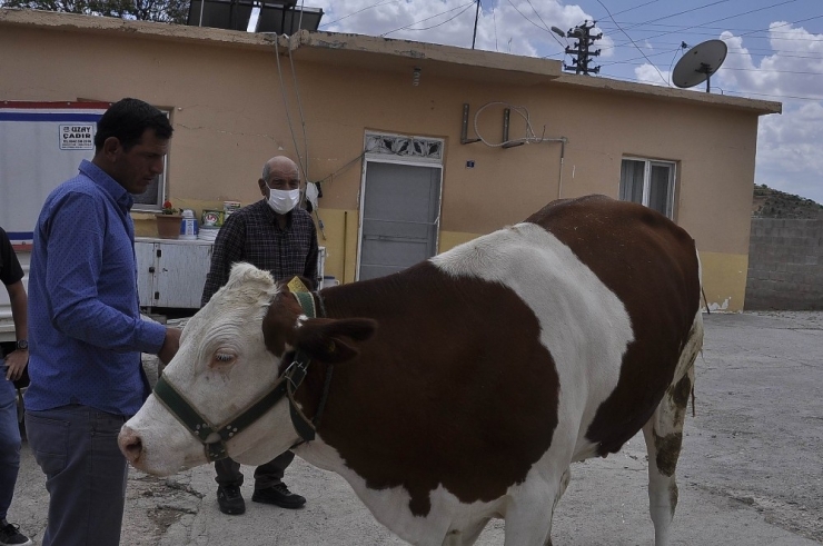 “Biz Bize Yeteriz” Kampanyasına İneğini Bağışladı