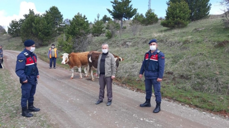 Kastamonu’da Kayıp Büyükbaş Hayvanları Jandarma Buldu