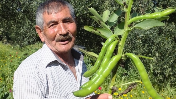 Sosyal Mesafeli Bakla Hasadı Başladı... Üretici Fiyatlardan Memnun..