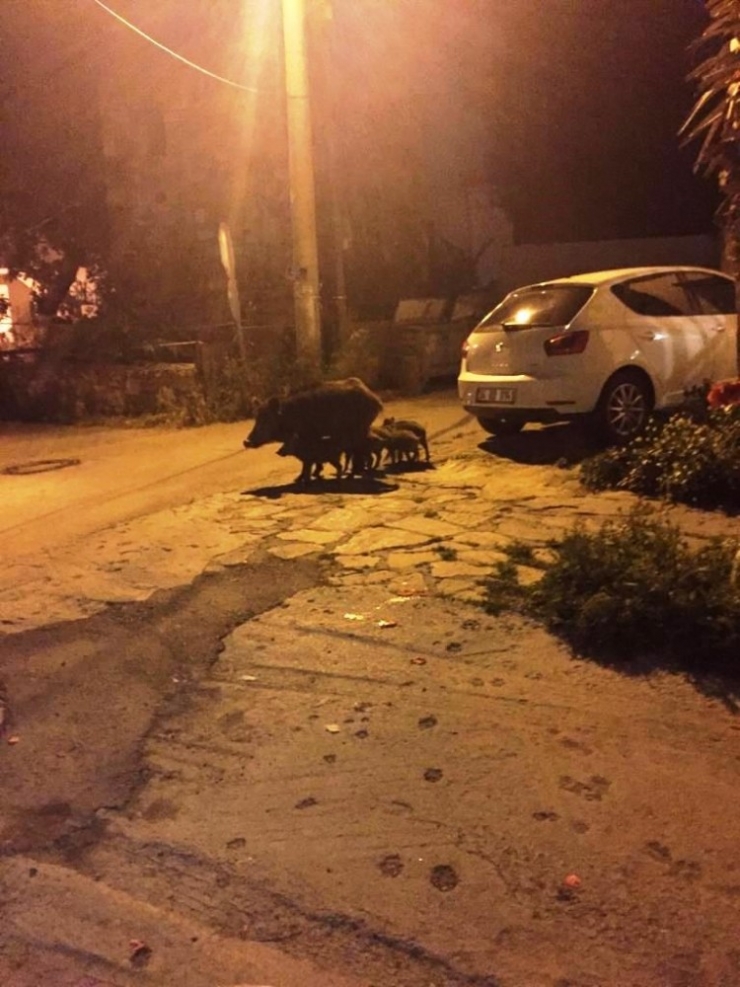Aç Kalan Domuz Ailesi Bodrum’a İndi