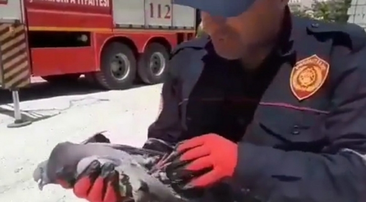 Pencereye Sıkışan Güvercin Kurtarıldı