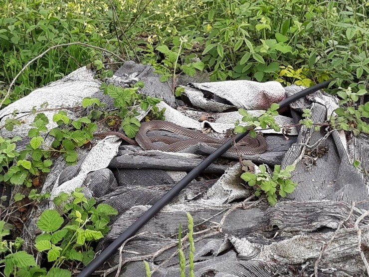 Yılanı Deliğinden Tatlı Dille Çıkartmaya Çalıştı