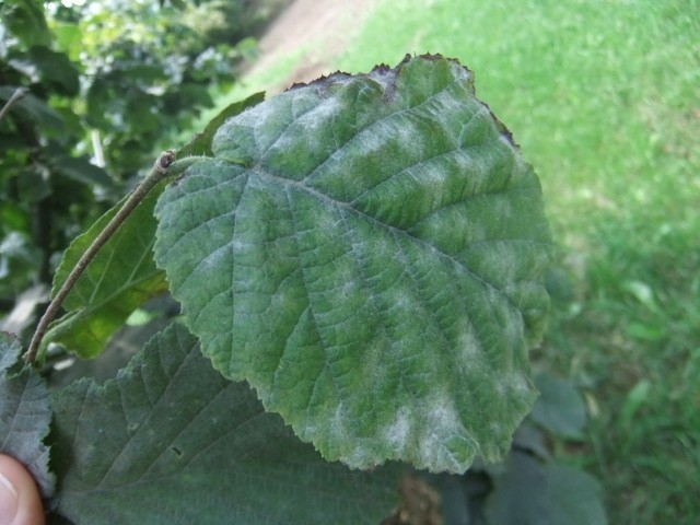 Fındıkta ’Külleme’ İle Mücadele Çağrısı