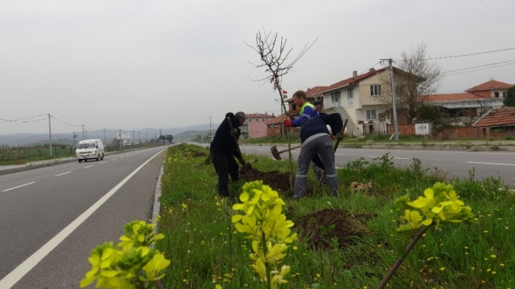 Sındırgı’da 3 Bin Ağaç Toprakla Buluştu