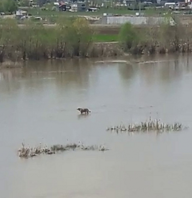Sudaki Hareketliliği Görünce Telefona Sarıldı, Sudan Çıkan Gülümsetti