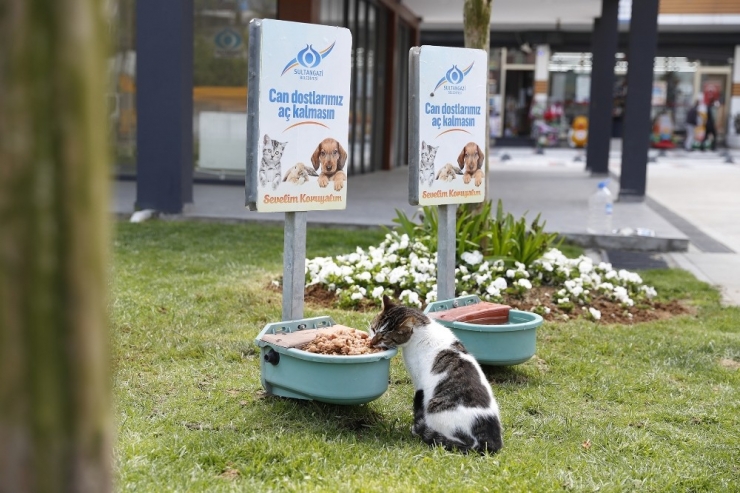 Sultangazi’den Sokak Hayvanlarına Mama Desteği