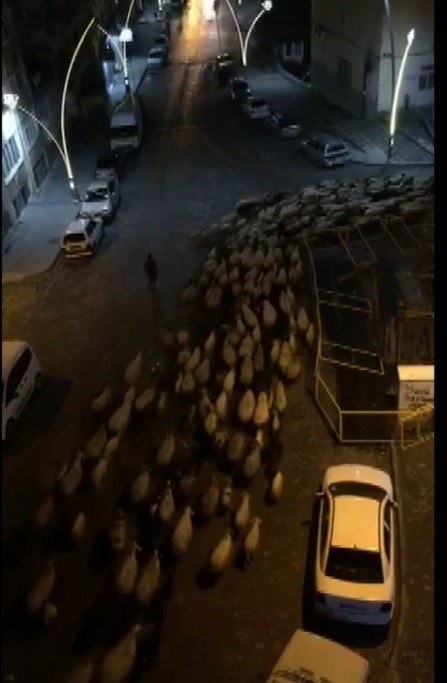 Şehir Merkezinden Koyun Sürüsü Geçti