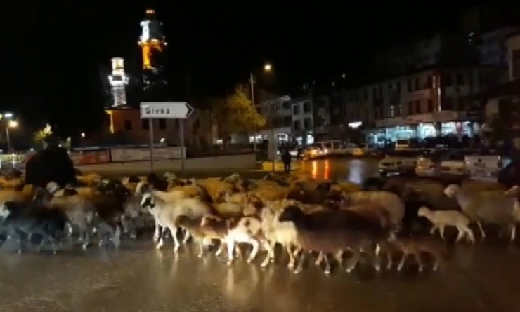 Şehir Merkezinden Koyun Sürüsü Geçti