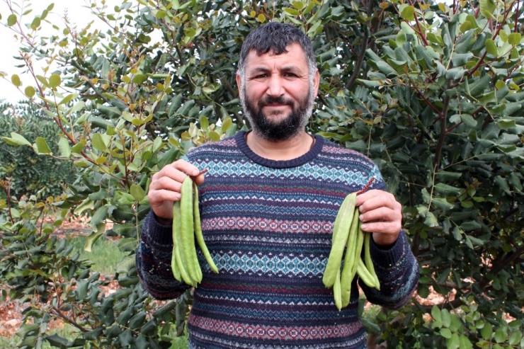 Bağışıklığı Güçlendiren Keçiboynuzunun Mersin’de İlk Düzenli Bahçeleri Kuruldu