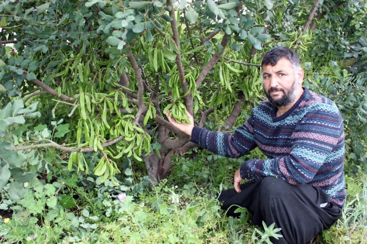 Bağışıklığı Güçlendiren Keçiboynuzunun Mersin’de İlk Düzenli Bahçeleri Kuruldu