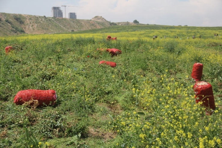 Virüse İnat Çukurova’da Üretim Sürüyor