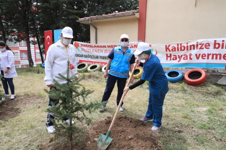 Amasya’da Organ Bağışçılarının İsimlerinin Yaşatılacağı Parka Fidanlar Dikildi