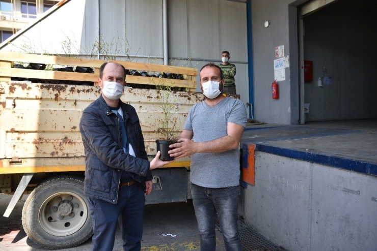 Yaban Mersinleri Bursa’da Filizleniyor