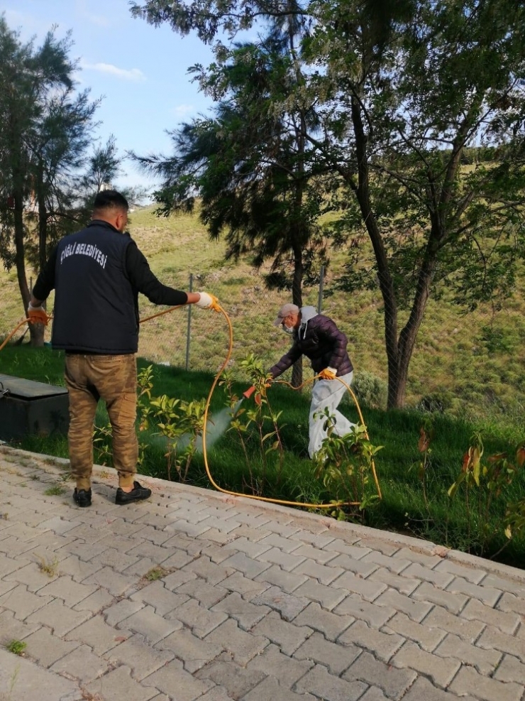 Çiğli Parklarında Çim Ve Bitkilere Özel Bakım