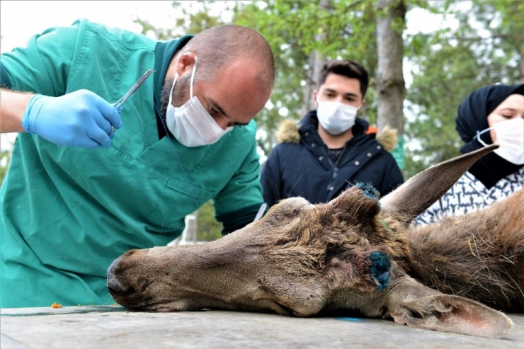 Yaralı Geyiği Belediye Ekipleri Kurtardı