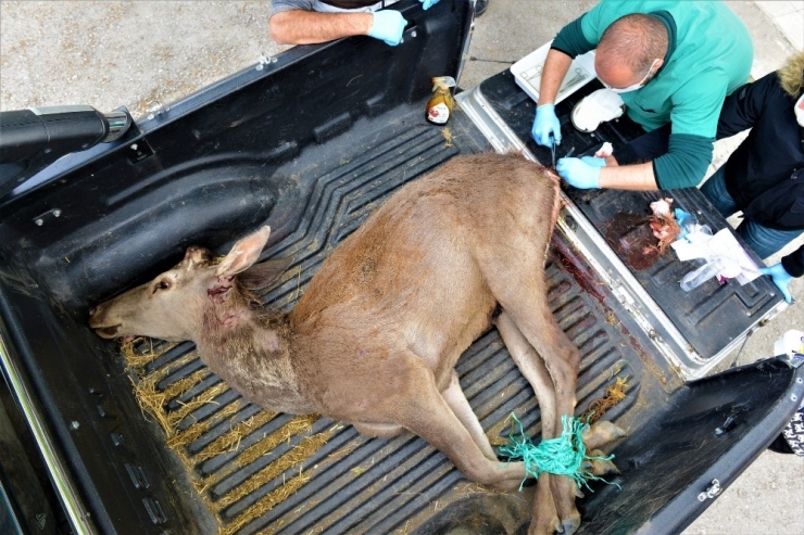 Yaralı Geyiği Belediye Ekipleri Kurtardı