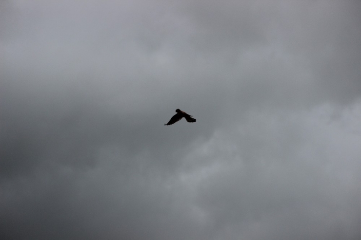 Kuşlara Rüzgar Engeli