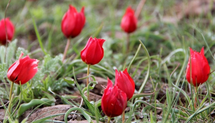 Bu Laleler Sadece 93 Harbinde Binlerce Şehidin Verildiği Siperlerde Yetişiyor