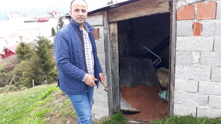 Ayılar Bu Kez Sis Dağı’ndaki Yayla Evlerine Girdi