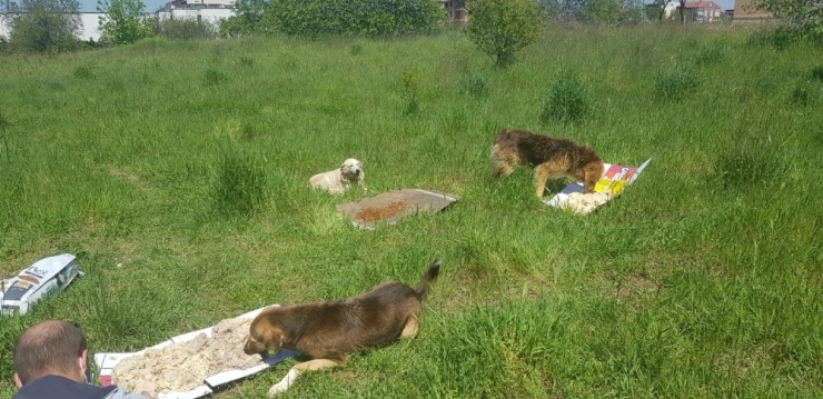 Sokak Hayvanlarına İlk Mama Kaymakamdan