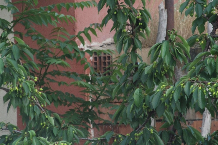 Iğdır’daki Yağışlar Yetkilileri Alarma Geçirdi