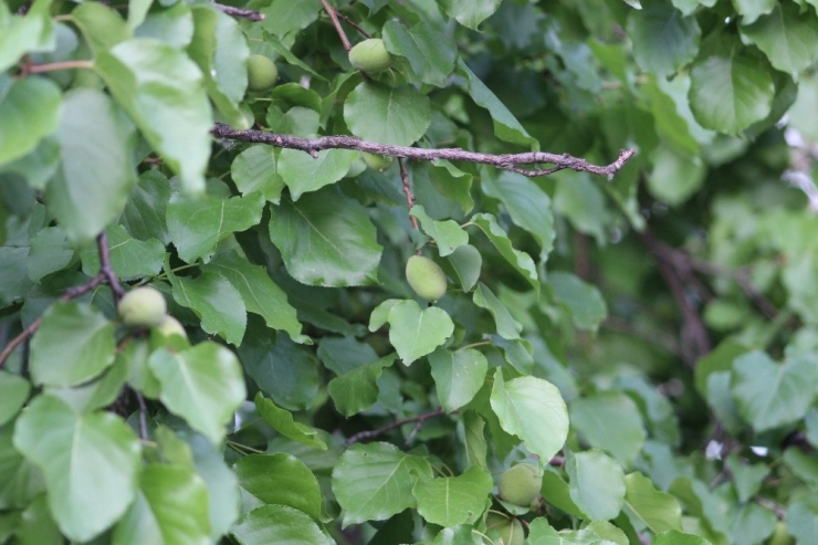 Iğdır’daki Yağışlar Yetkilileri Alarma Geçirdi