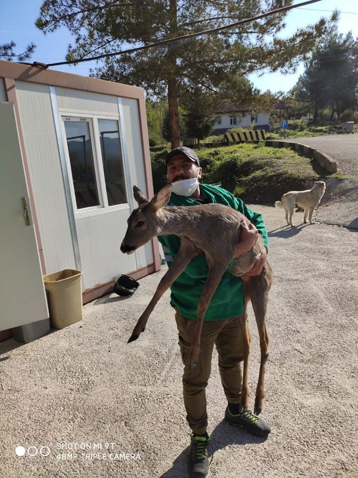 Kaçak Avcıların Yaraladığı Karaca Kurtarılamadı