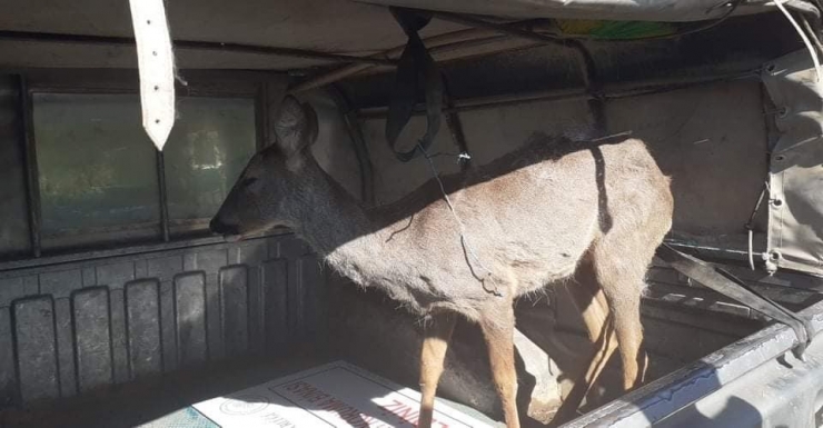 Kaçak Avcıların Yaraladığı Karaca Kurtarılamadı