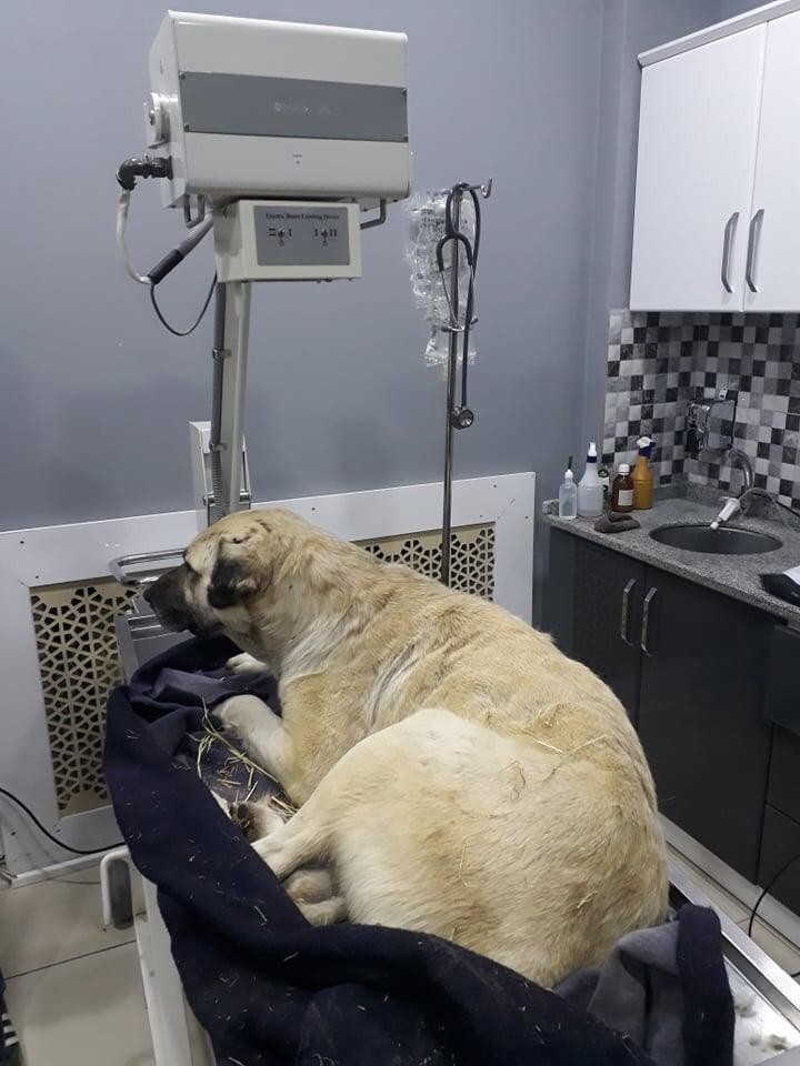 Kastamonu’da Bir Köpek, Av Tüfeğiyle Vurulmuş Halde Bulundu