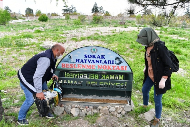 Mamak’ta Sokak Hayvanları İçin Beslenme Noktaları