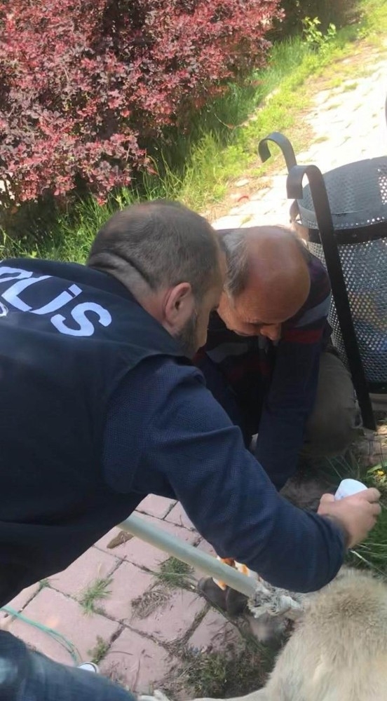 Mardin’de Boynuna Kablo Dolanan Köpeği Polis Kurtardı