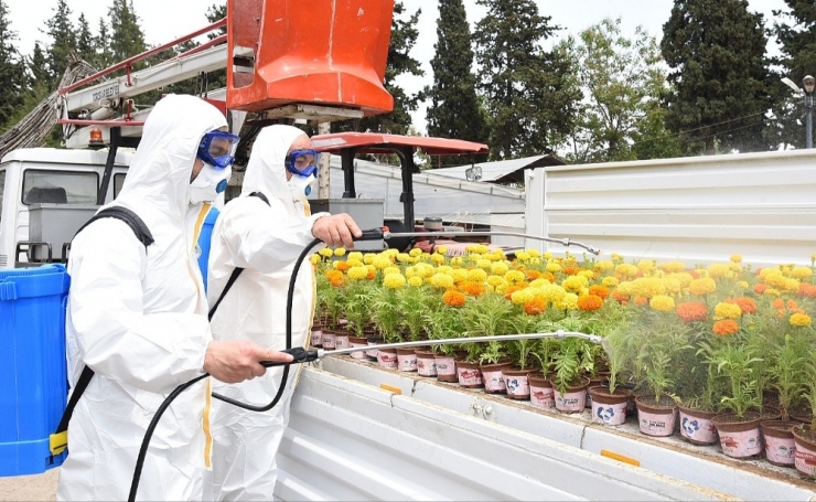 Başkan Yılmaz’dan Annelere 100 Bin Kadife Çiçeği