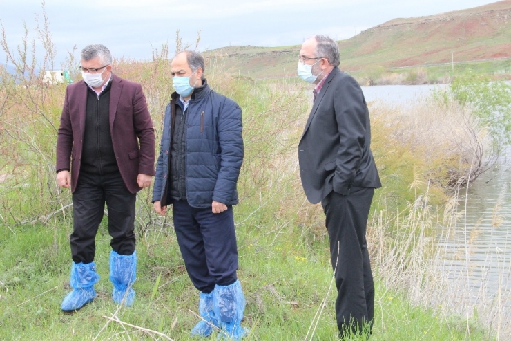 Kızılırmak Üzerinde Sazan Balığı Tesisi Kuruldu