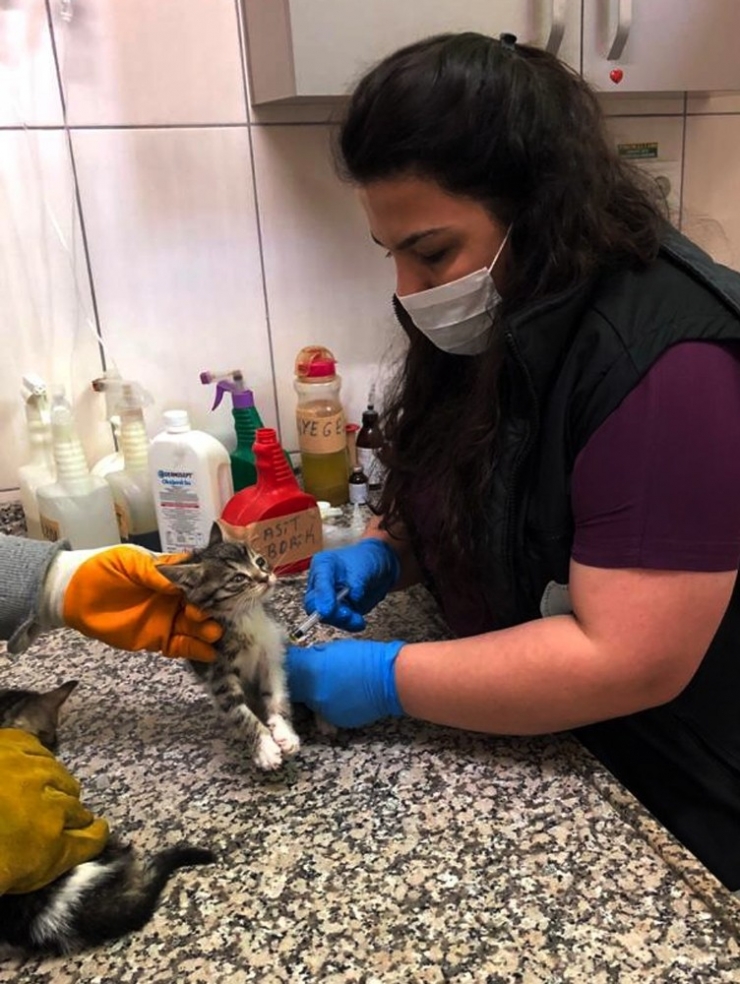 Osmangazi’de Sokak Hayvanları Düzenli Olarak Besleniyor