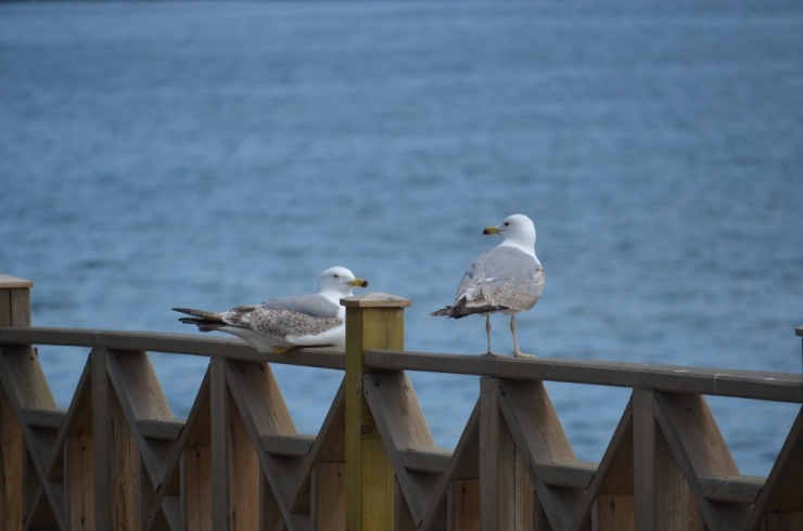 Sahil Martılara Emanet