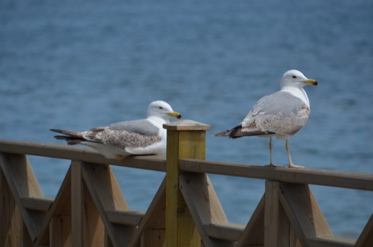 Sahil Martılara Emanet