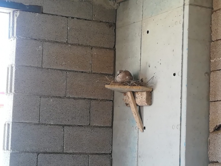 Kumru Yuvası İnşaatı Durdurdu