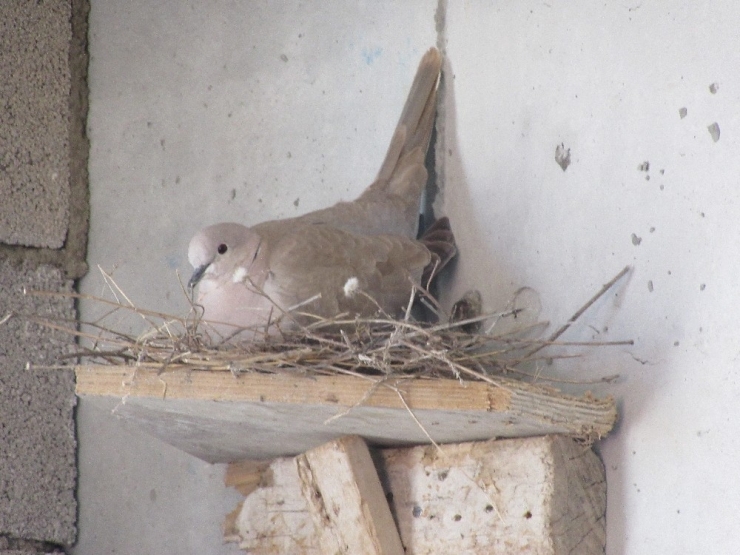 Kumru Yuvası İnşaatı Durdurdu