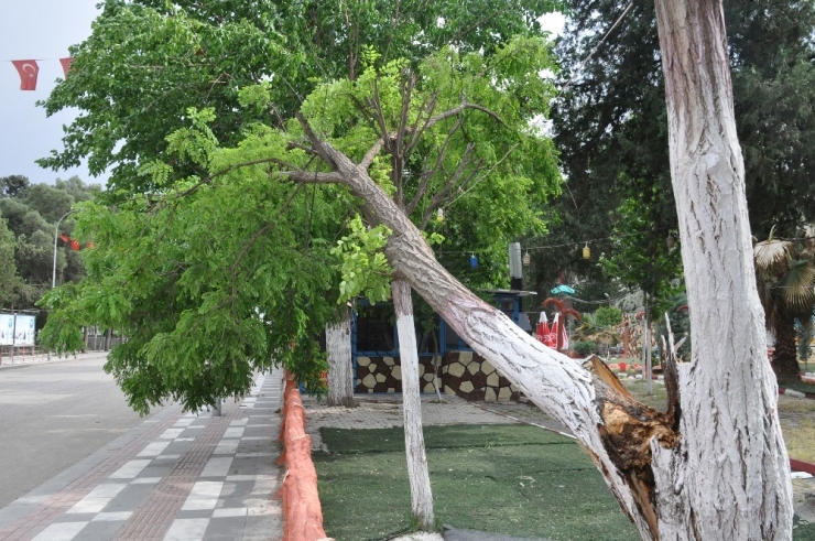 Şiddetli Rüzgar Ağaçları Devirdi