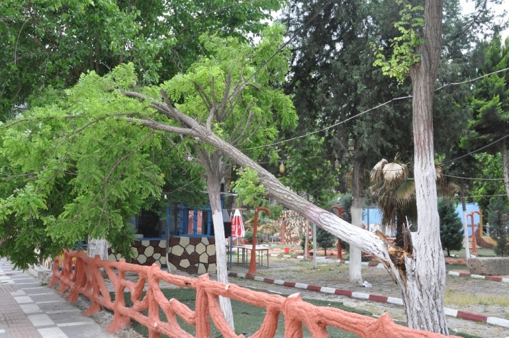 Şiddetli Rüzgar Ağaçları Devirdi