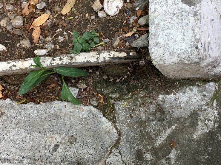 Şehir Merkezinde Bulunan Bukalemun Ve Yılan Doğaya Salındı