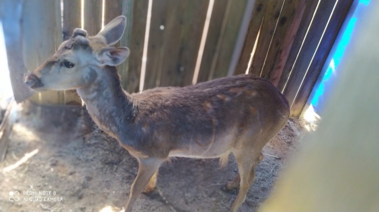 Manavgat’ta Ve Köyceğiz’de Doğaya Salınacak 23 Alageyik Adaptasyon Sürecine Alındı