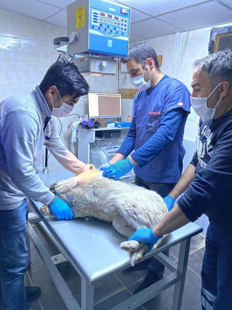 Köpeklere Eziyet Eden Şahıs Yakalandı, Hayvanlar Korumaya Alındı