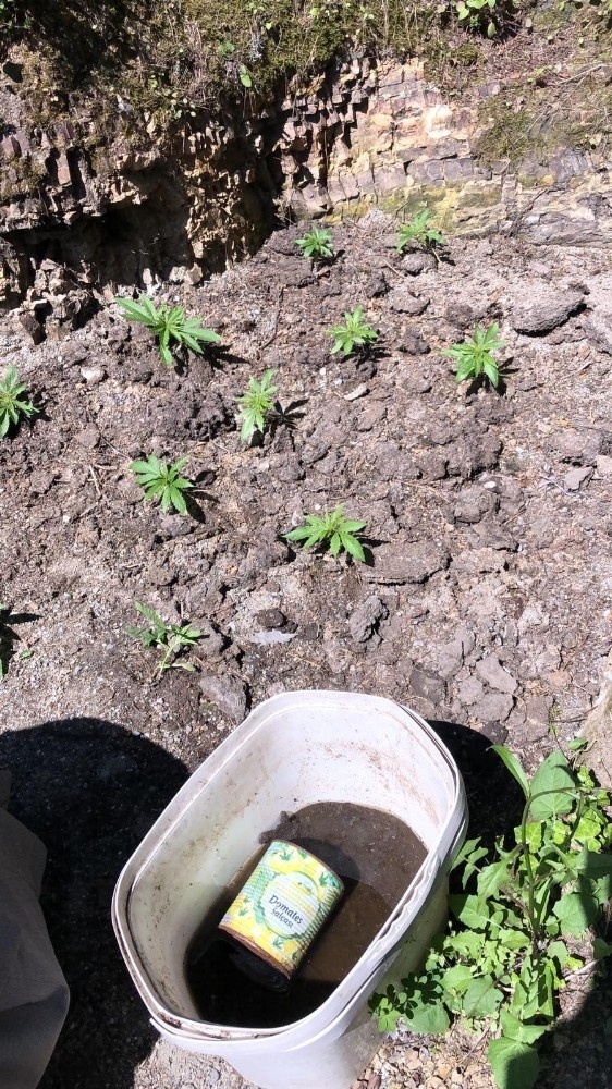 Kısıtlama Gününde Kenevir Sularken Yakalandı