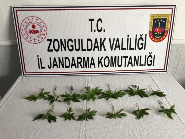 Kısıtlama Gününde Kenevir Sularken Yakalandı