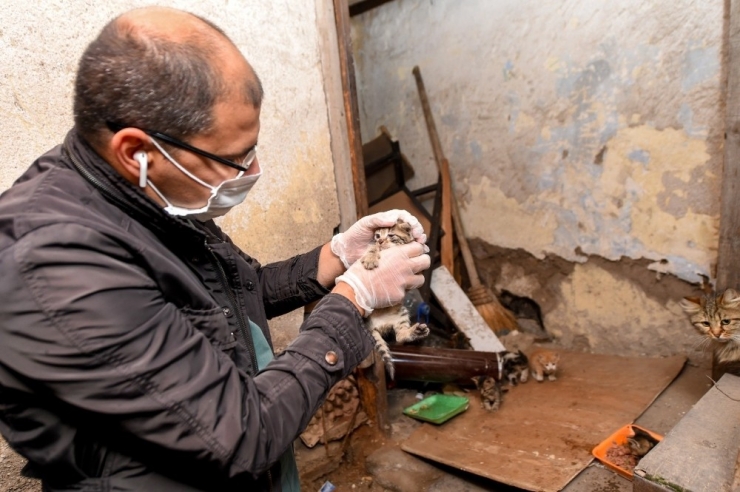 Ankara Kalesi’nin Minik Yavrularına Mama Desteği