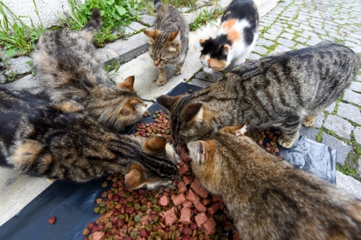 Ankara Kalesi’nin Minik Yavrularına Mama Desteği