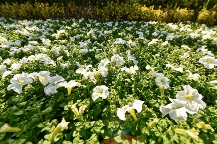 Başkent Çiçeklerle Güzelleşiyor