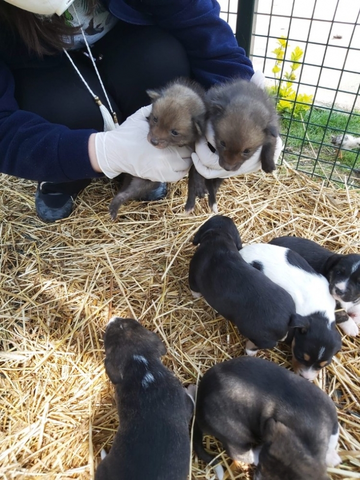 Annelik Doğalarında Var